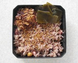 豆ごはん (15)