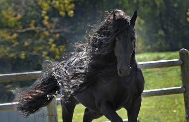 pinnacle-of-friesians-pinnacle-friesians