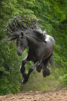 beautiful-black-horse-animals-33355403-330-500