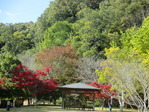 近水園