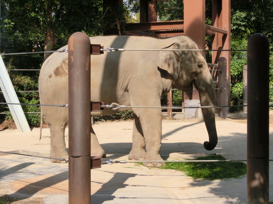 uenozoo (6)