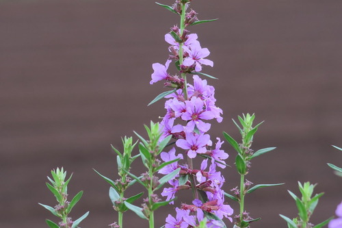 野辺の花