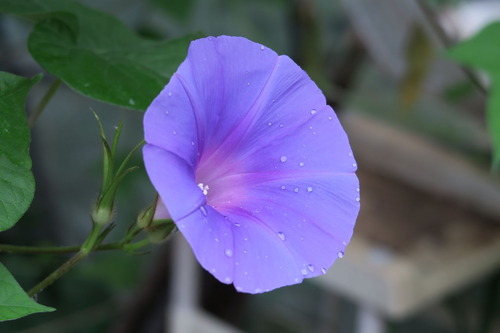 野辺の花