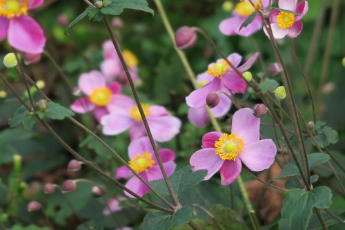 野辺の花
