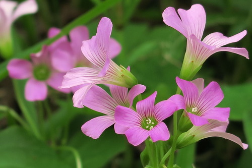 野辺の花