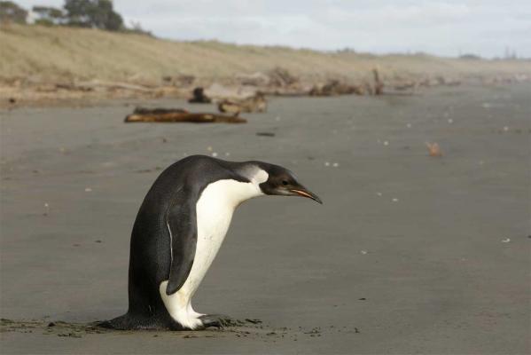 何と ニュージーランドに野生の皇帝ペンギン上陸 素敵なニュージーランド