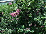 e5e22dc5.jpg