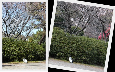 桜の下のねこくん