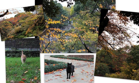 山手の紅葉