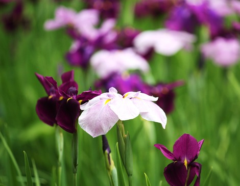 花菖蒲