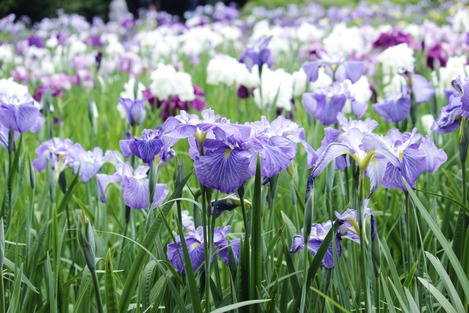 菖蒲