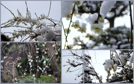 2015.3.10 雪