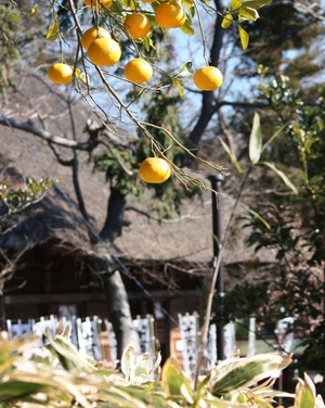杉本寺