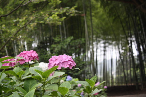 建長寺-紫陽花と竹林
