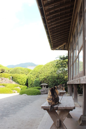 武家屋敷のねこ-1