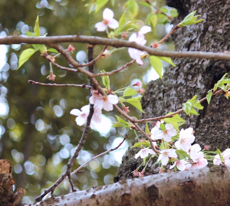 桜