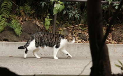 鎌倉宮のニャんこ