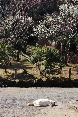 三渓園
