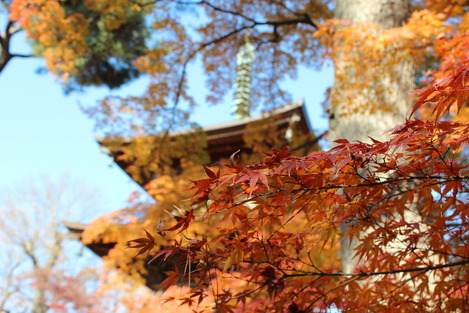 豪徳寺