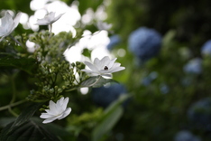 明月院-紫陽花-1