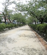 段葛