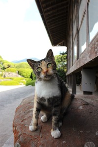 武家屋敷のねこ-2