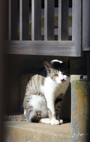 逗子ニャン
