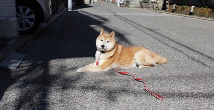 道路のワンコ