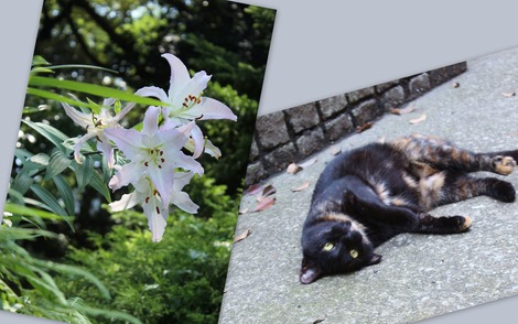 ユリとにゃんこ