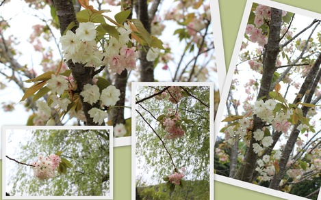 ウコン桜