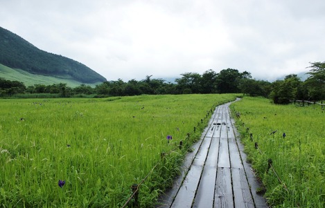 箱根湿生花園