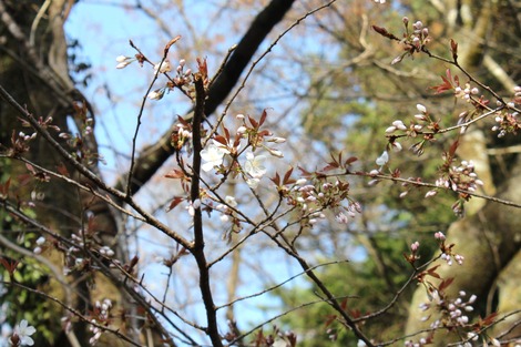 桜