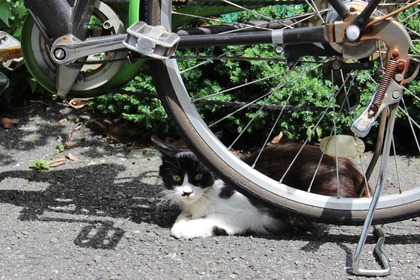 自転車の日蔭ニャンコ