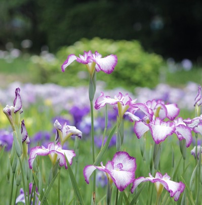 菖蒲