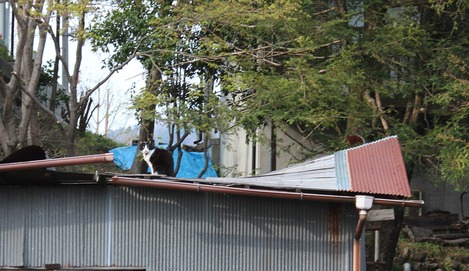 屋根ニャン