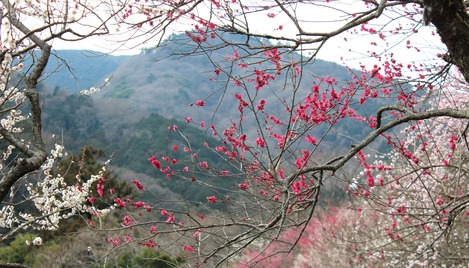幕山梅林