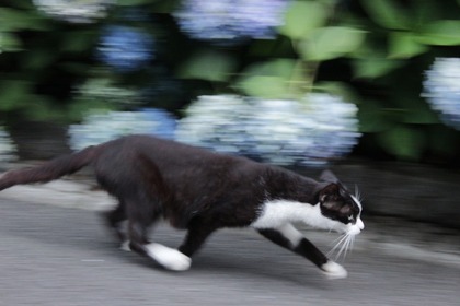 ダッシュ