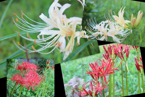 曼珠沙華