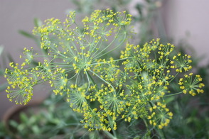 Dill