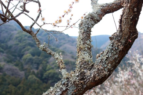 幕山梅林
