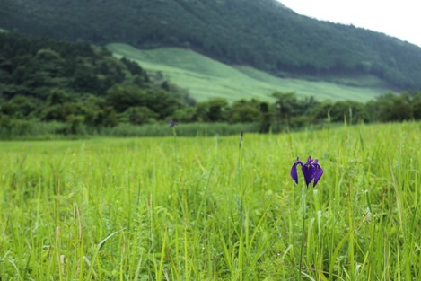箱根湿生花園