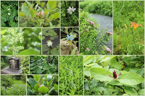 箱根湿生花園