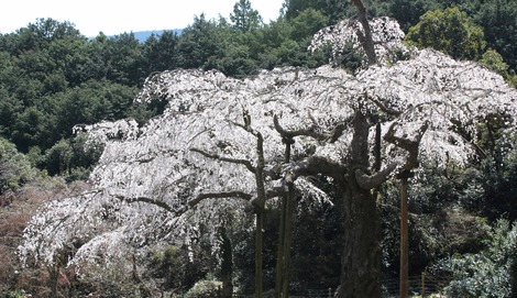 紹太寺