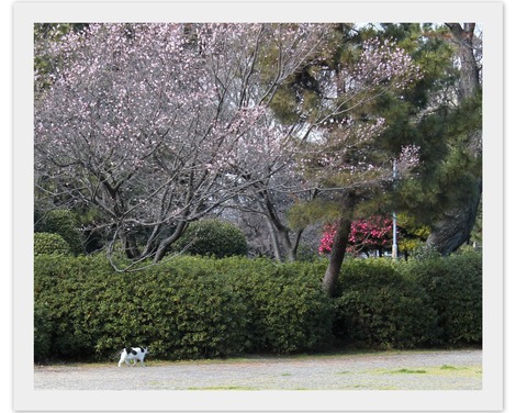 桜の下のねこ