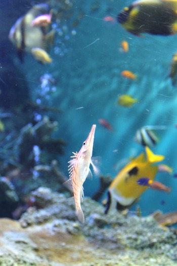 水族館
