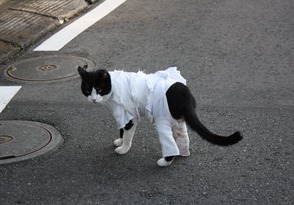 ねこちゃん-4