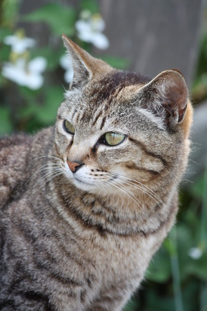 城ケ島の猫