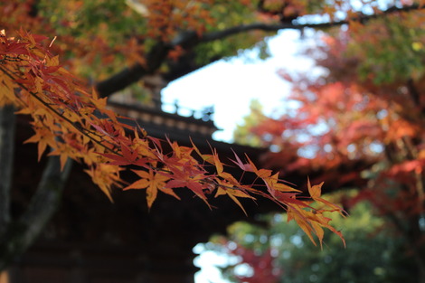 豪徳寺