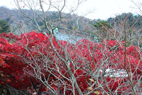 紅葉