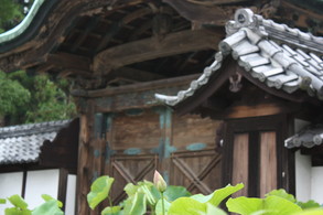 建長寺-蓮